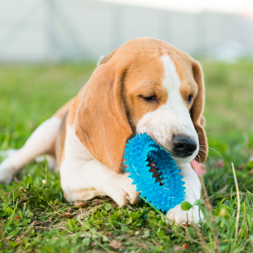 Playtime Essentials: Pet Toys for Fun and Stimulation