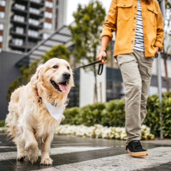 Pet Leashes