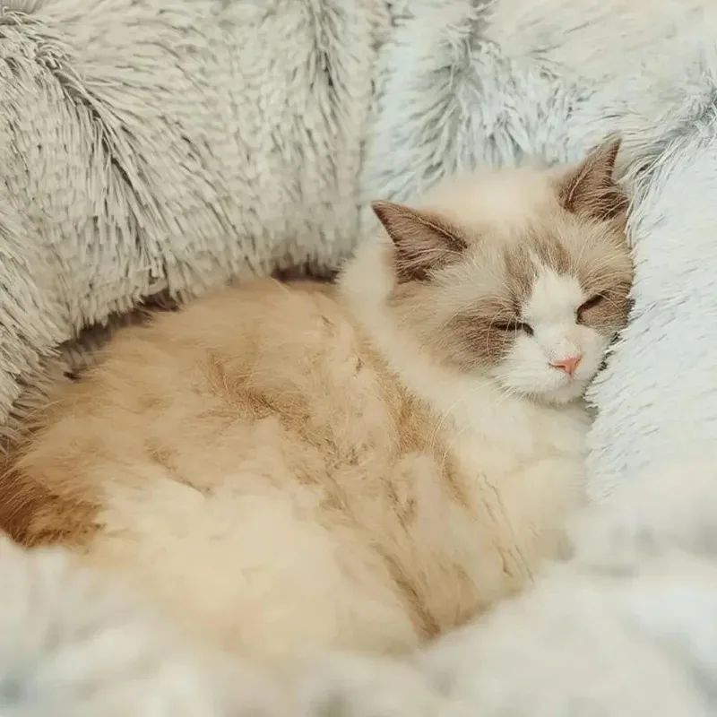 Cats Bed Christmas Cushions